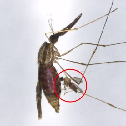 Biting midge Culicoides anophelis ingesting blood from an engorged Anopheles mosquito.