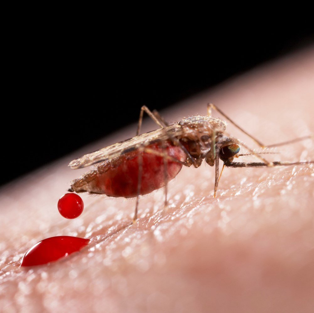 Mosquito diuresis in action