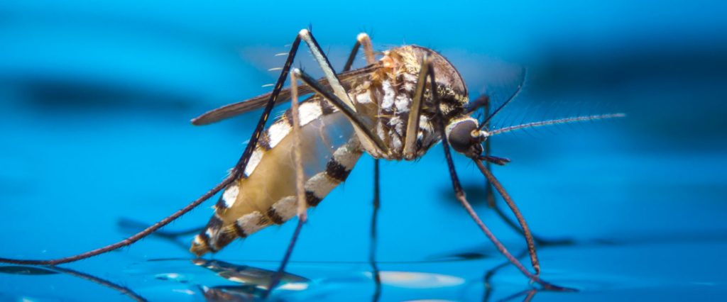 Aedes Egypti - Yellow Fever Mosquito